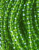 18087 - Grøn Glas streng 8mm